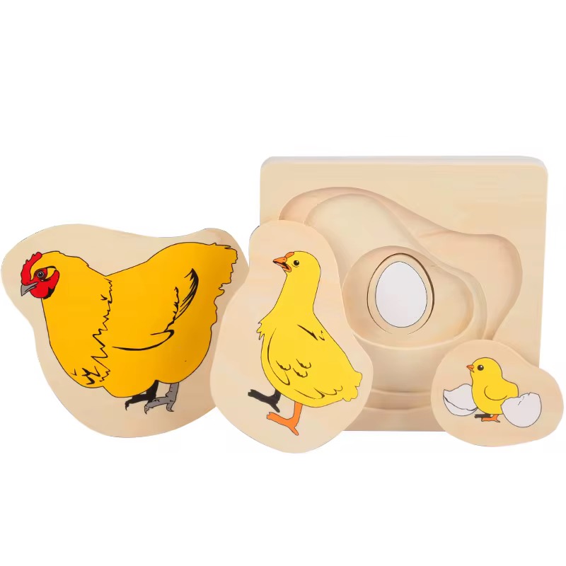 Chicken life cycle puzzle