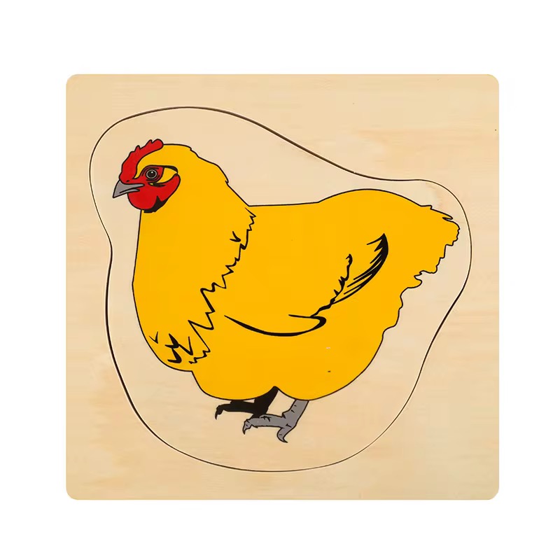 Chicken life cycle puzzle